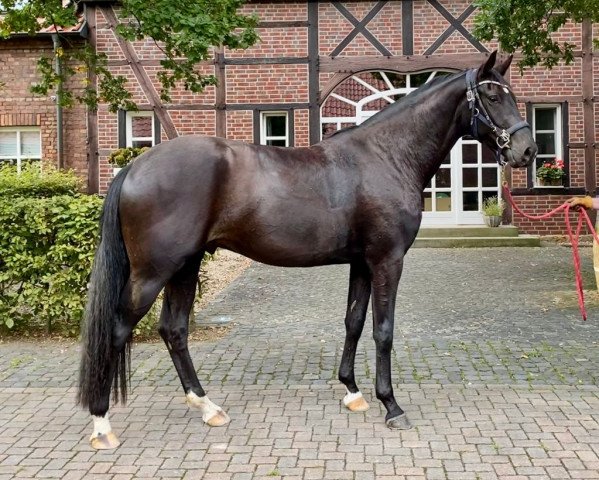 dressage horse Fatumo (Hanoverian, 2018, from Finest)