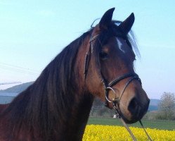 broodmare Scarlett Vesta (Welsh-Cob (Sek. D), 2001, from Menai Sparkling Flyer)