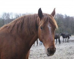 broodmare Rocca Priora (Hanoverian,  , from Rubinstein I)