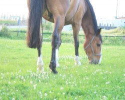 Springpferd Sidaho (Belgisches Warmblut, 1995, von Idaho)