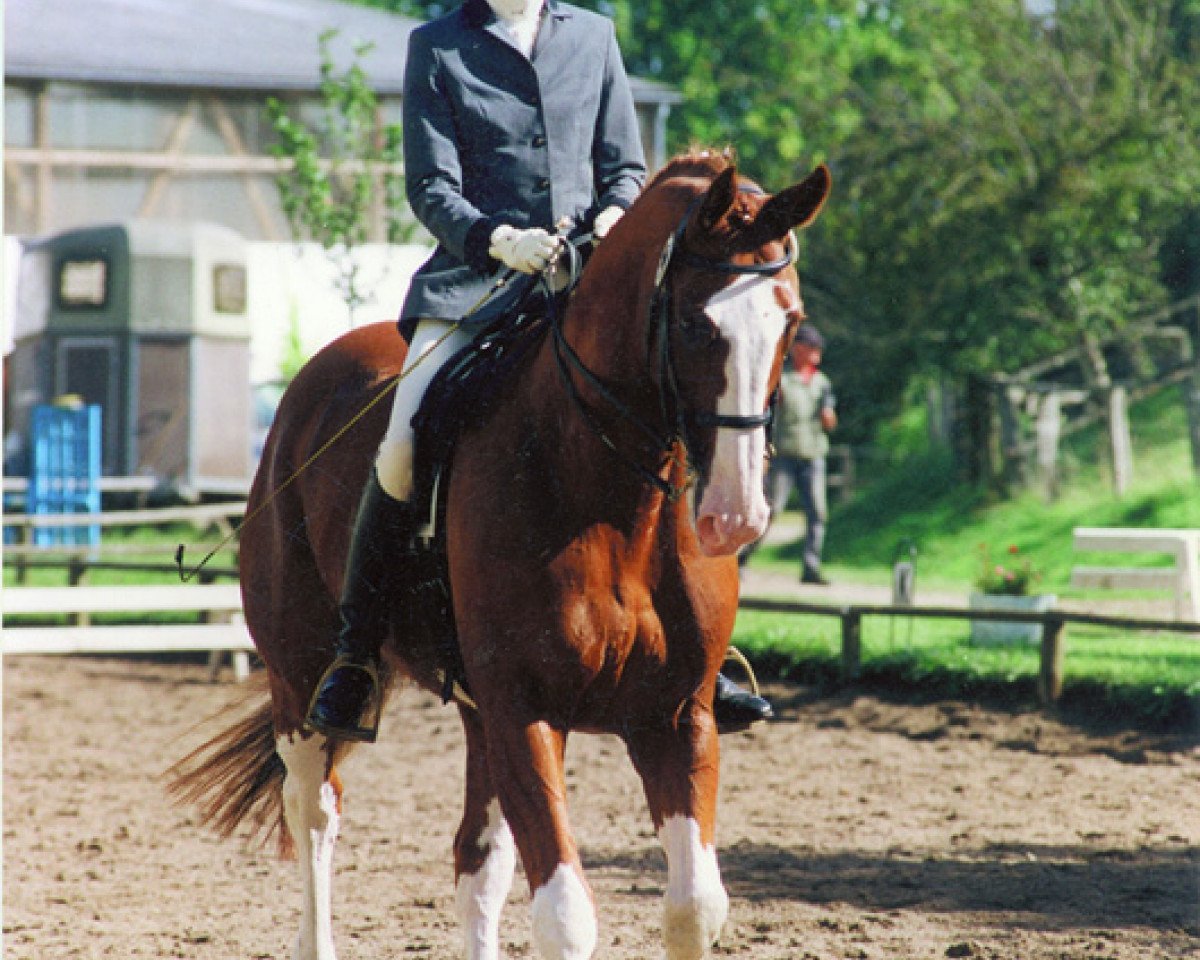 dressage horse Why not 11 (Hanoverian, 1993, from World Cup III)