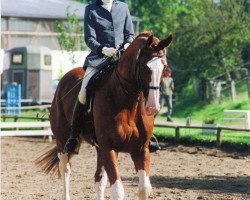 dressage horse Why not 11 (Hanoverian, 1993, from World Cup III)