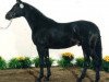 stallion Lafayette (Trakehner, 1995, from Sixtus)