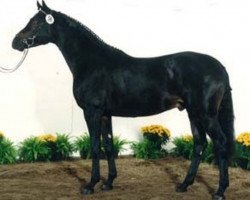 stallion Lafayette (Trakehner, 1995, from Sixtus)