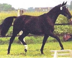 broodmare Donauwoge II vom Klosterhof (Trakehner, 1987, from Sokrates)