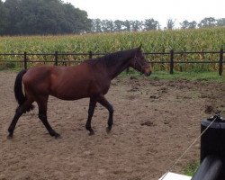 broodmare Naline (KWPN (Royal Dutch Sporthorse), 1995, from Polydox)