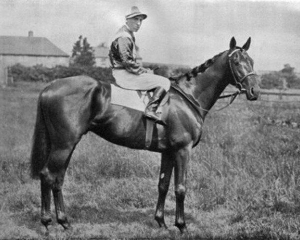 Pferd Windsor Lad xx (Englisches Vollblut, 1931, von Blandford xx)