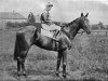 stallion Windsor Lad xx (Thoroughbred, 1931, from Blandford xx)