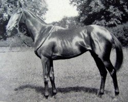 broodmare Netherton Maid xx (Thoroughbred, 1944, from Nearco xx)