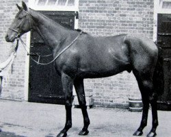 stallion Pirate King xx (Thoroughbred, 1953, from Prince Chevalier xx)