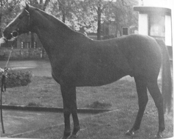 stallion My Lunaria xx (Thoroughbred, 1966, from Pirate King xx)