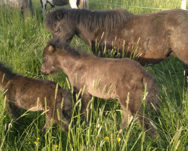 broodmare Oberländer's Black Lace (Shetland Pony, 1992, from BHR Lerwick)