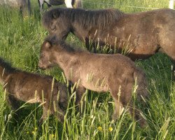 broodmare Oberländer's Black Lace (Shetland Pony, 1992, from BHR Lerwick)