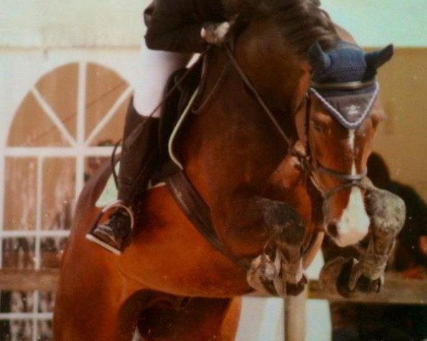 jumper Eclair 18 (KWPN (Royal Dutch Sporthorse), 1995, from Ecu)
