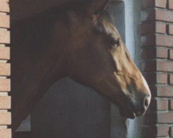 horse Sierra Leone II (Trakehner, 1998, from Charly Chaplin)