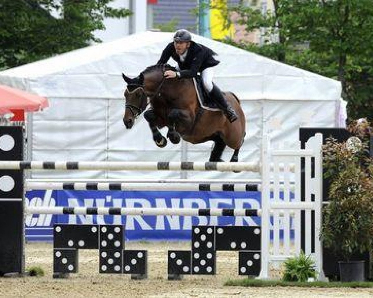 stallion Acajou 51 (Bavarian, 2000, from Asti Spumante 7)