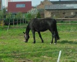 Zuchtstute Morena (Schweres Warmblut, 1988, von Elton Mo 1445)