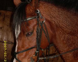 Pferd Sharaf (Arabisches Halbblut / Partbred, 1990, von El Thay Thamam ox)