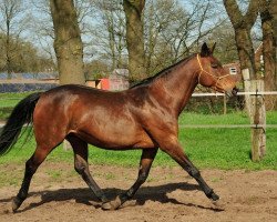 broodmare Lucky Girl D (Oldenburg, 1999, from Lord Sinclair I)