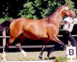 broodmare Sans Souci (Trakehner, 1992, from Pardon Go)