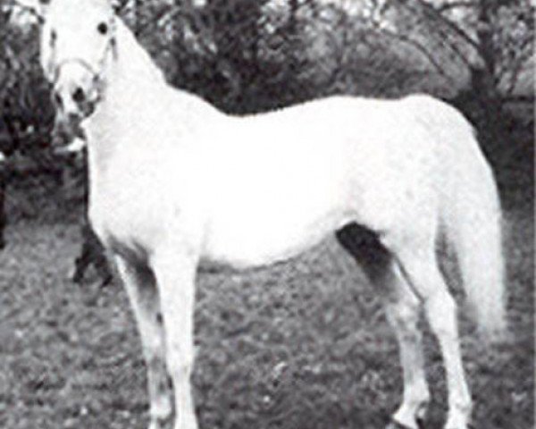 Zuchtstute Napraslina 1948 ox (Vollblutaraber, 1948, von Nomer 1943 ox)