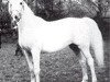 broodmare Napraslina 1948 ox (Arabian thoroughbred, 1948, from Nomer 1943 ox)