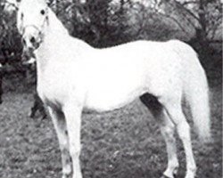 broodmare Napraslina 1948 ox (Arabian thoroughbred, 1948, from Nomer 1943 ox)