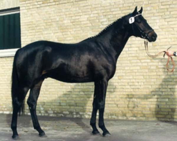 stallion Goerlitz (Trakehner, 1988, from Akitos xx)