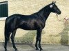 stallion Goerlitz (Trakehner, 1988, from Akitos xx)