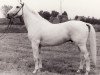 stallion Ciecieruk (Trakehner, 1964, from Błyszcz AA)