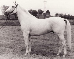 stallion Ciecieruk Mo 1356 (Trakehner, 1964, from Błyszcz AA)