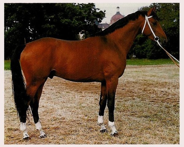 stallion Freund (Trakehner, 1986, from Altan II)