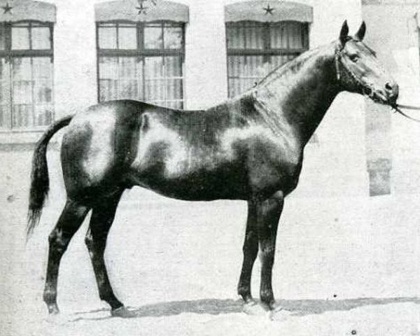stallion Vlan AA (Anglo-Arabs, 1925, from Cone AA)