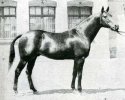 stallion Vlan AA (Anglo-Arabs, 1925, from Cone AA)