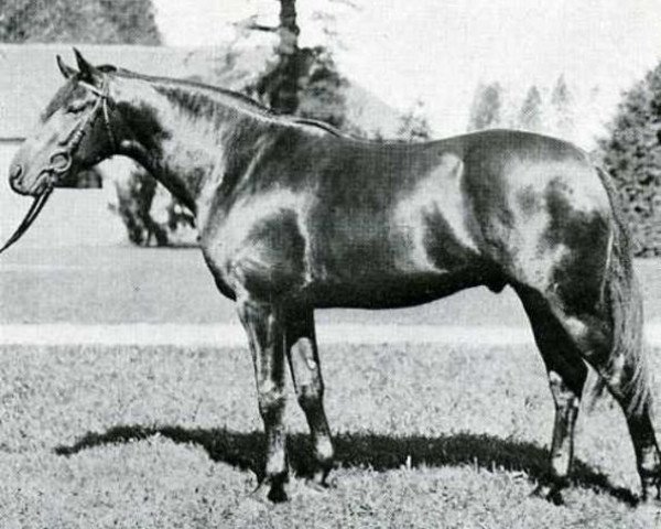 stallion Kephir AA (Anglo-Arabs, 1932, from Vlan AA)