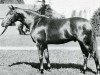 horse Kephir AA (Anglo-Arabs, 1932, from Vlan AA)