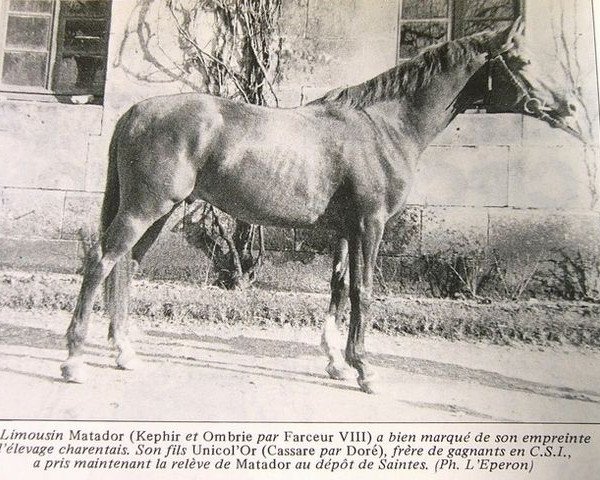 stallion Matador AA (Anglo-Arabs, 1956, from Kephir AA)