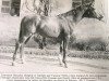 horse Matador AA (Anglo-Arabs, 1956, from Kephir AA)