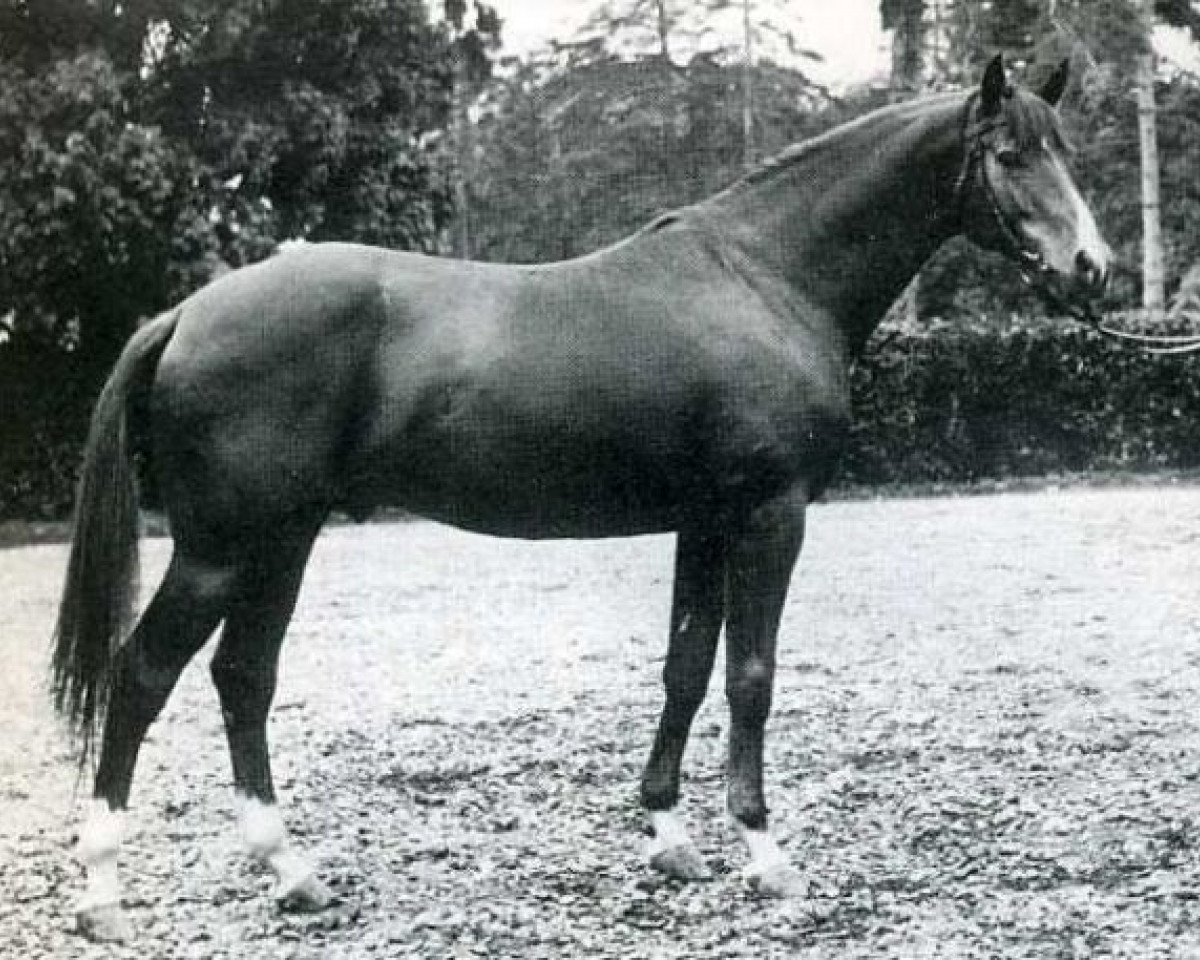 Deckhengst Unicol'Or AA (Anglo-Araber, 1964, von Matador AA)