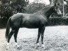 stallion Unicol'Or AA (Anglo-Arabs, 1964, from Matador AA)