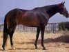 stallion Vidoc AA (Anglo-Arabs, 1969, from Unicol'Or AA)