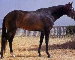 stallion Vidoc AA (Anglo-Arabs, 1969, from Unicol'Or AA)