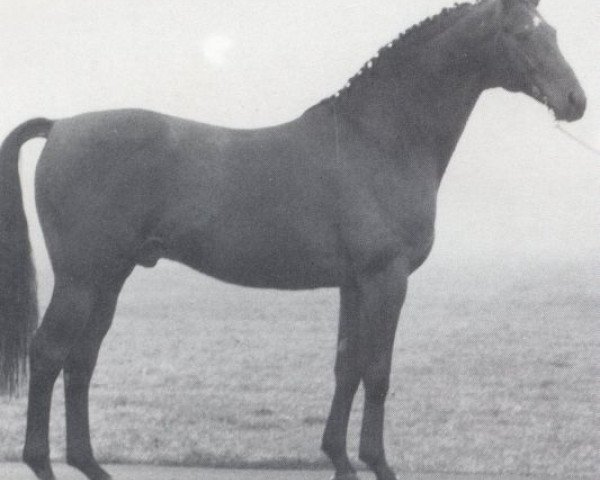 stallion Märchenstein (Trakehner, 1968, from Hessenstein)