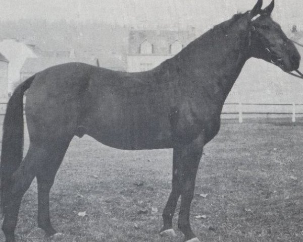 stallion Rossini (Trakehner, 1968, from Malachit)