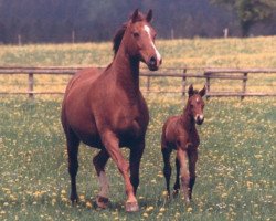 Zuchtstute Heidenroeslein (Trakehner, 1983, von Rossini)