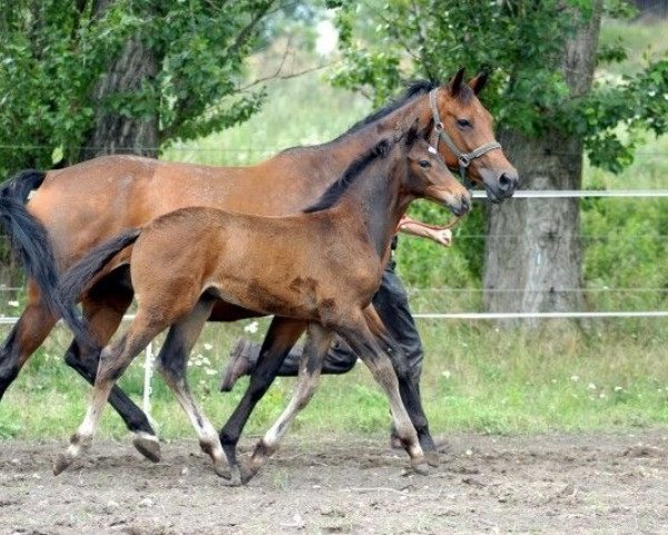 broodmare High life (Trakehner, 1992, from Starway)