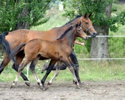 Zuchtstute High life (Trakehner, 1992, von Starway)