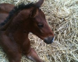 Springpferd Chin Chinja (Westfale, 2012, von Chin Win)