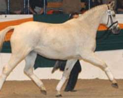 broodmare Kandia III (Trakehner, 1983, from Mahagoni)