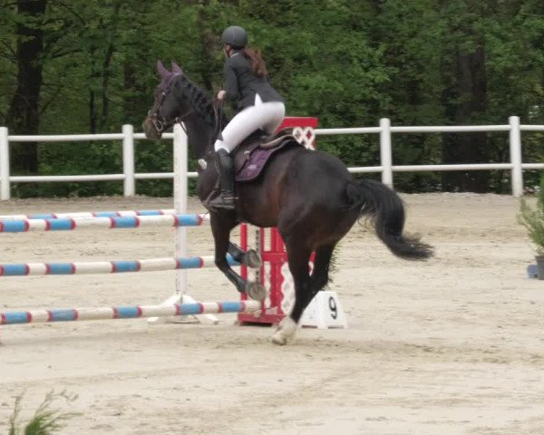 Reitturnier Losheim am See 2022
